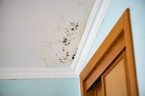 Best Mold Testing and Inspection Services in Hebron, OH