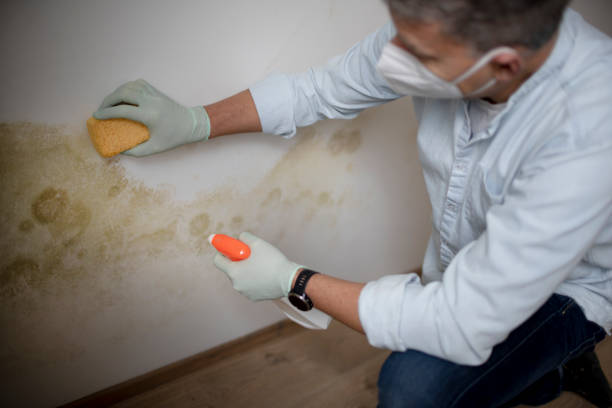 Best Black Mold Remediation in Hebron, OH