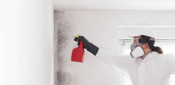 Trusted Hebron, OH Mold Remediation Experts