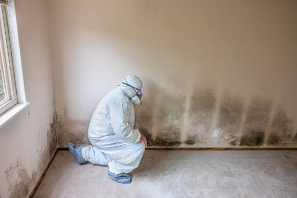 Best Kitchen Mold Remediation in Hebron, OH