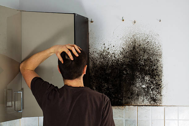 Best Commercial Mold Remediation in Hebron, OH