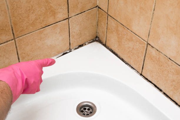 Best Localized Mold Remediation (e.g., coastal areas, humid climates) in Hebron, OH