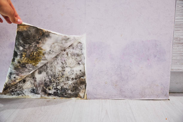Best Mold Remediation for Specific Building Types in Hebron, OH